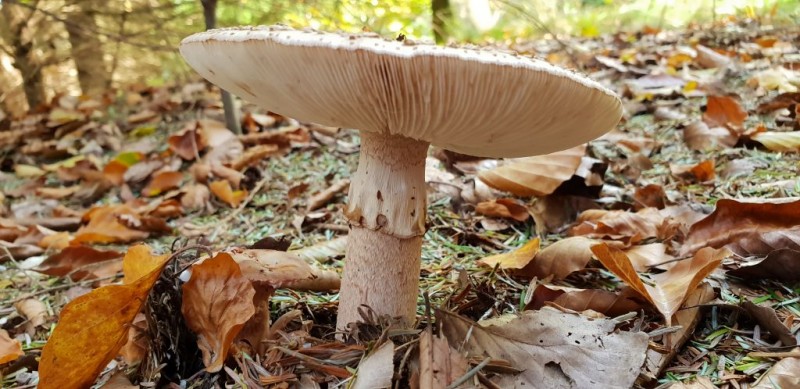 herfst