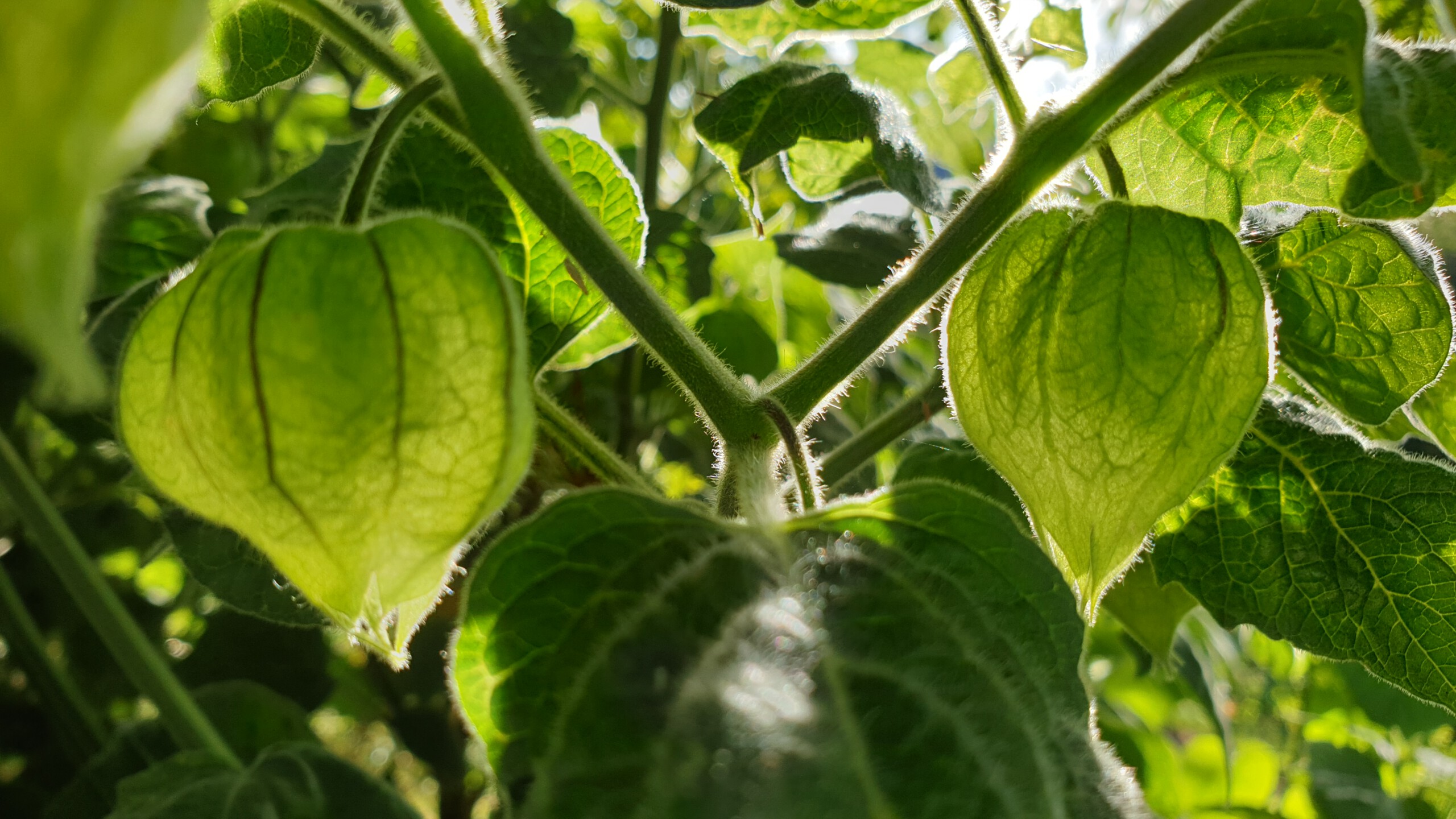 physalis