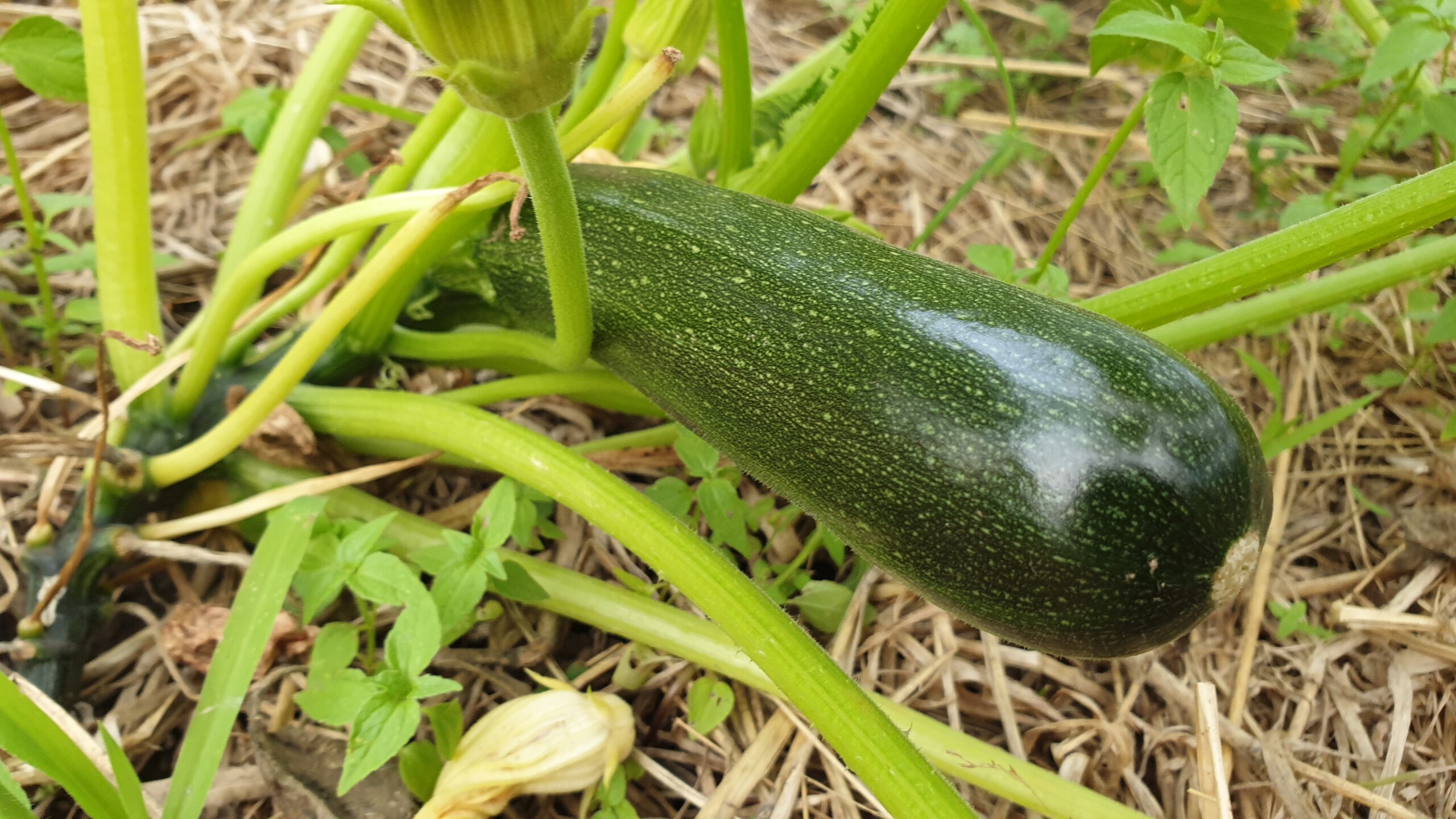 courgette