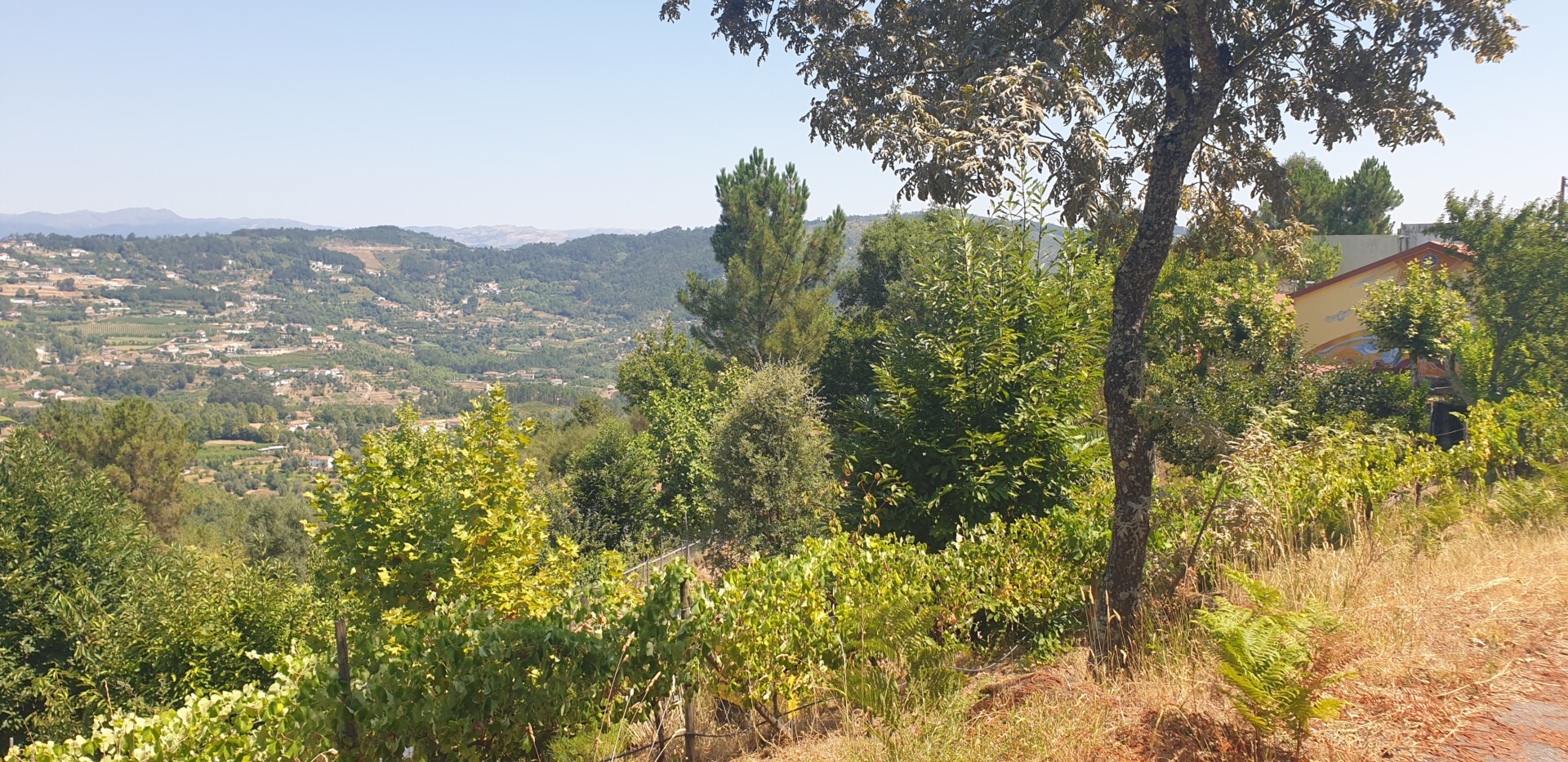 Quinta aug 2025